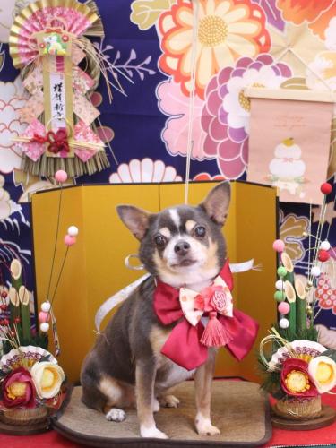 20240127メルくん